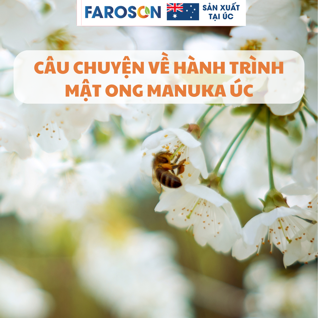hoa Manuka và các loại hoa mật ong Việt Nam