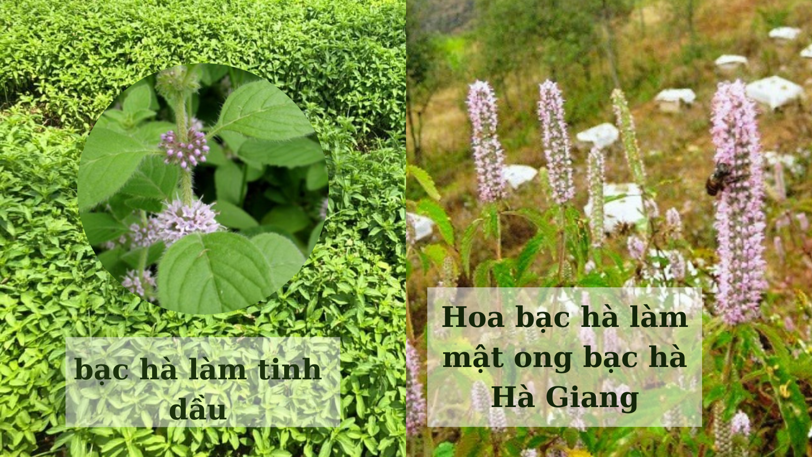 mật ong bạc hà Hà Giang sánh mịn
