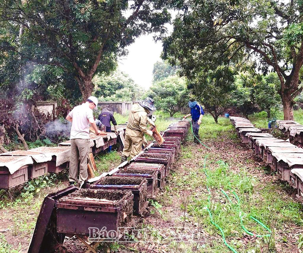 mùa hoa nhãn nở rộ ở Hưng Yên