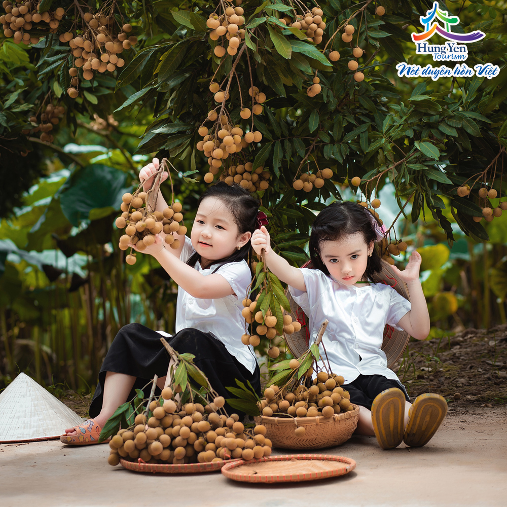 vườn nhãn Hưng Yên ven sông Hồng