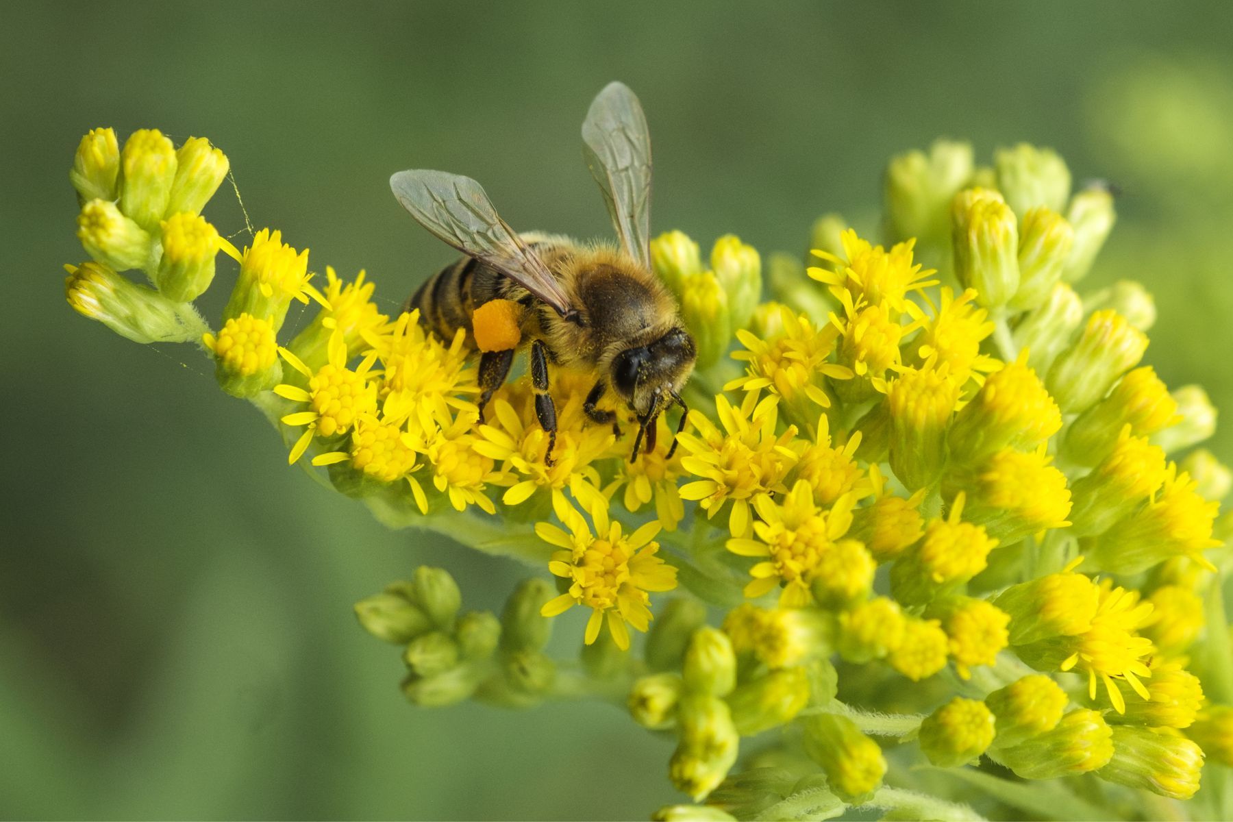 kiểm tra mật ong nguyên chất bằng hành lá