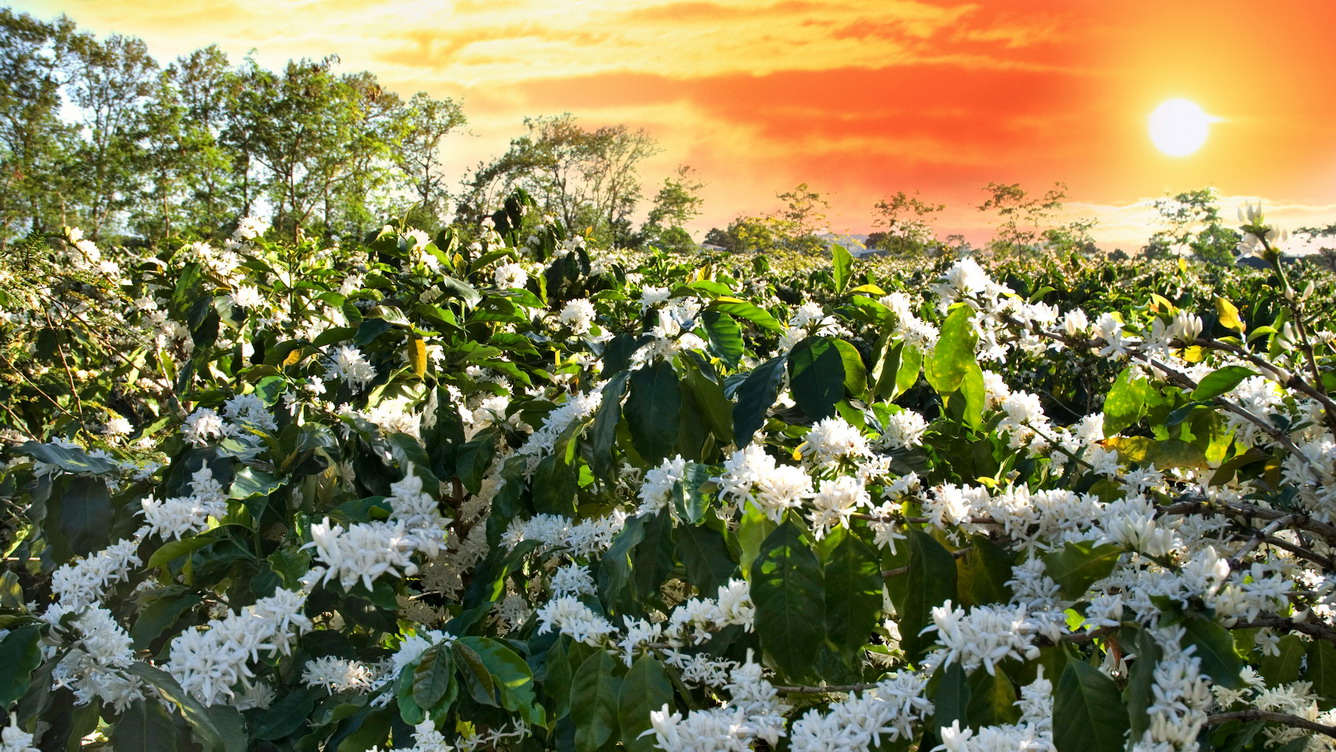 hoa cà phê Tây Nguyên