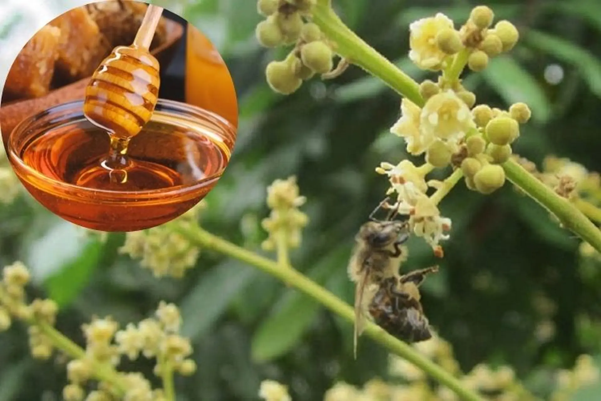 mùa thu hoạch mật ong hoa nhãn Hưng Yên tháng 3 âm lịch