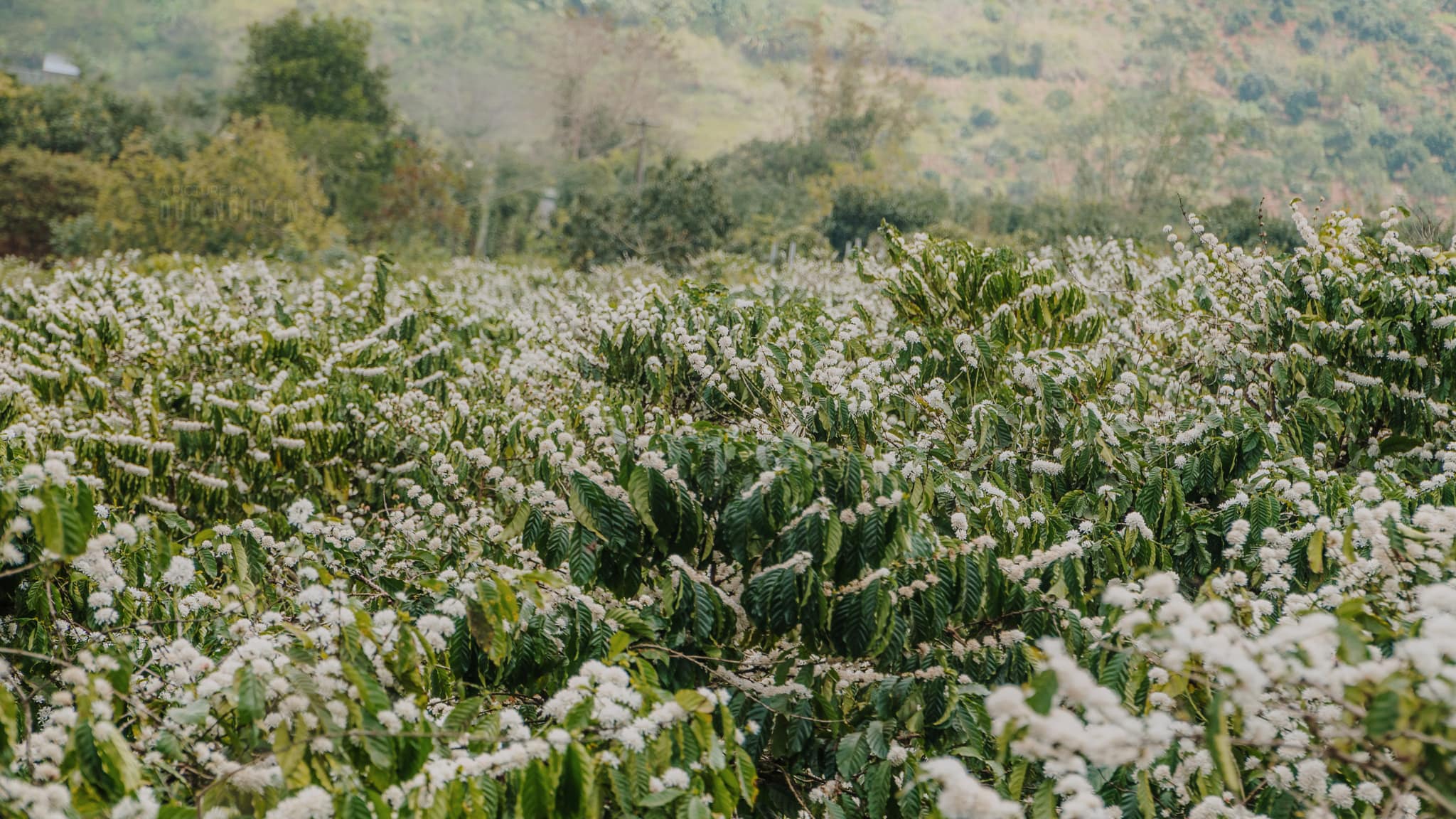 Ong hút mật trên hoa cà phê trắng nở rộ tại Tây Nguyên vào mùa xuân