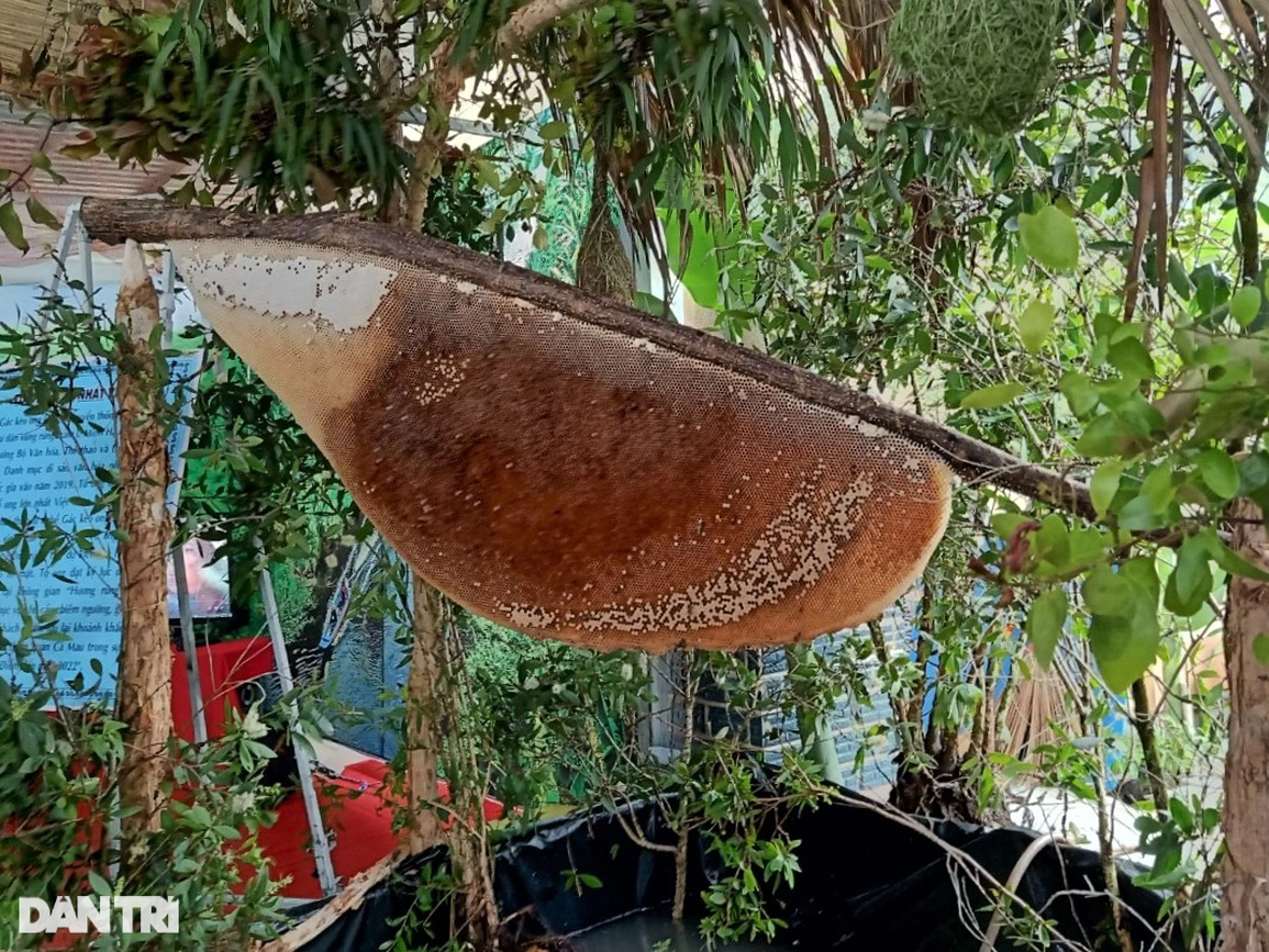 Tổ ong tự nhiên trong rừng Việt Nam với các ong mật đang làm tổ trên cành cây, môi trường xanh tươi hoang dã