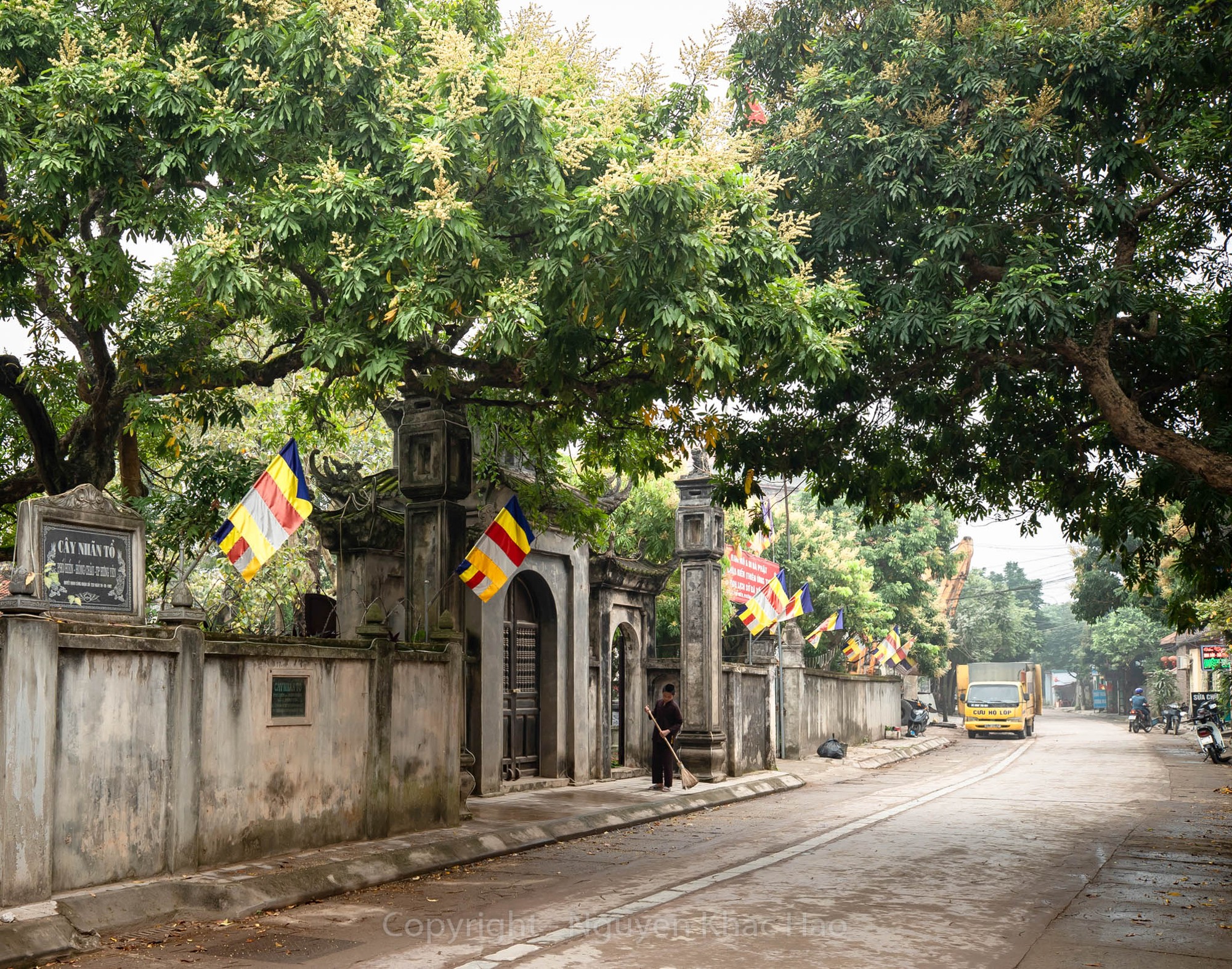 Vườn nhãn Hưng Yên vào mùa hoa nở rộ với đàn ong đang lấy mật, cảnh sắc tươi đẹp đặc trưng mùa mật ong hoa nhãn
