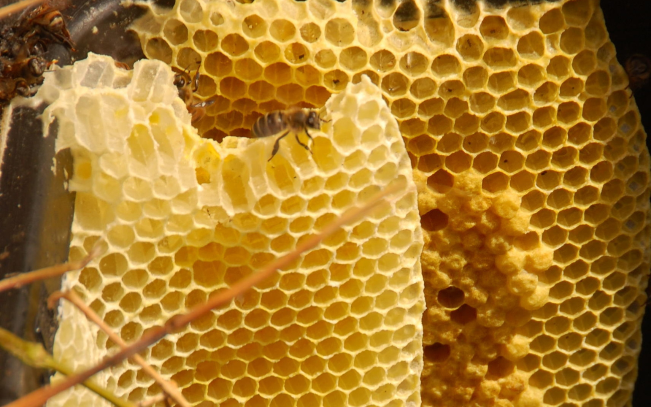 Cận cảnh tổ ong rừng tự nhiên với giọt mật vàng óng, thể hiện sự nguyên chất và tươi ngon của mật ong rừng Tây Bắc