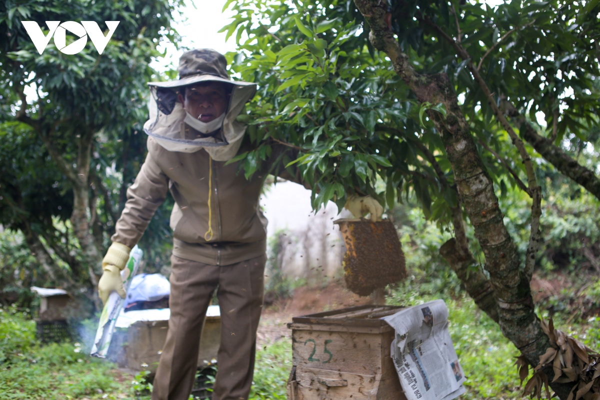 Ong đang hút mật từ nhiều loại hoa tại Việt Nam, thể hiện sự đa dạng sinh học và nguồn mật ong phong phú